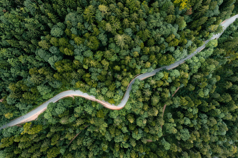 Road running through a forest.